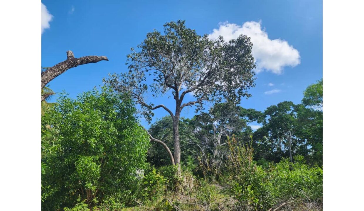 Secluded Paradise in Pemba_0003_PHOTO-2023-10-19-16-17-25 2