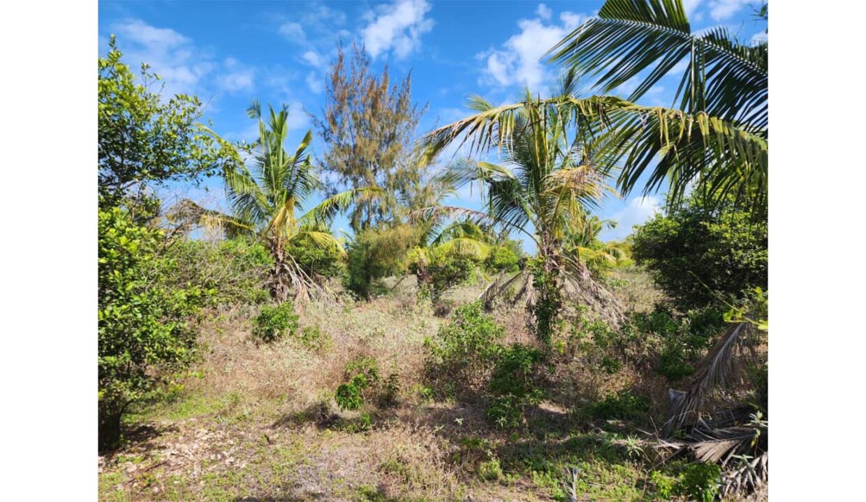 Farm Land Ideal for Development in Paje_0004_PHOTO-2023-11-12-19-30-05